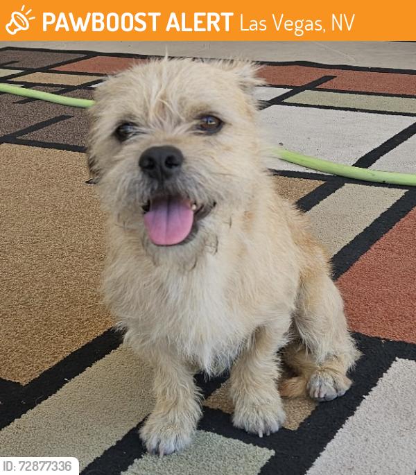 Found/Stray Male Dog last seen Convention Center , Las Vegas, NV 89109