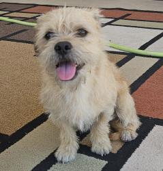 Found/Stray Male Dog last seen Convention Center , Las Vegas, NV 89109