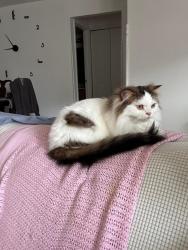 Lost Male Cat last seen Knowles ave , Southampton, PA 18966