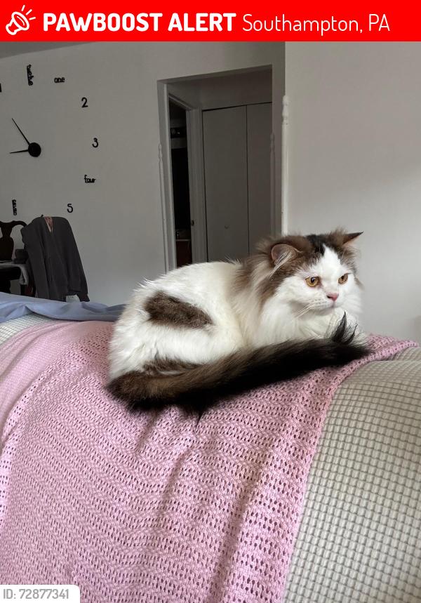 Lost Male Cat last seen Knowles ave , Southampton, PA 18966