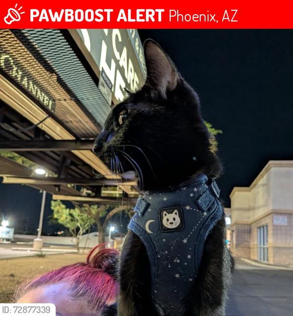 Lost Female Cat last seen 19th Ave and Thomas at metro tech high school, Phoenix, AZ 85015