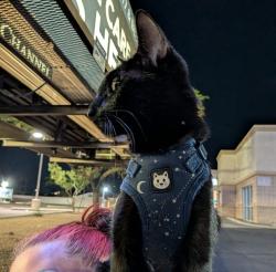 Lost Female Cat last seen 19th Ave and Thomas at metro tech high school, Phoenix, AZ 85015