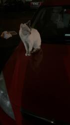 Lost Male Cat last seen South Edison area, Victoria Park/Oxford Arms , Edison, NJ 08817