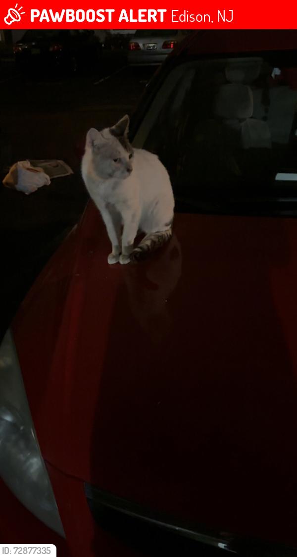 Lost Male Cat last seen South Edison area, Victoria Park/Oxford Arms , Edison, NJ 08817