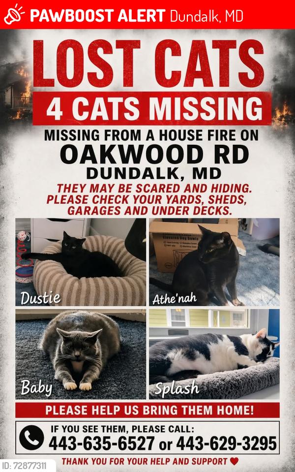 Lost Male Cat last seen Parkwood, Boundry, Woodwell, Dundalk, MD 21222