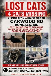 Lost Male Cat last seen Parkwood, Boundry, Woodwell, Dundalk, MD 21222