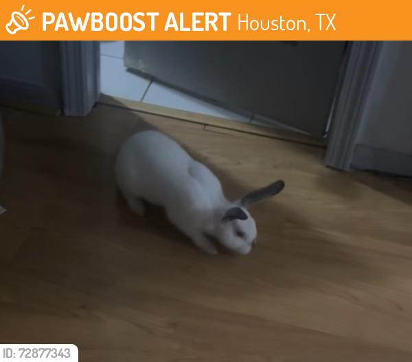 Found/Stray Unknown Rabbit last seen McDonald’s , Houston, TX 77072