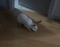 Found/Stray Unknown Rabbit last seen McDonald’s , Houston, TX 77072