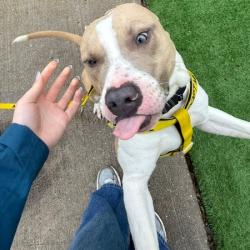Shelter Stray Male Dog last seen , Philadelphia, PA 19140