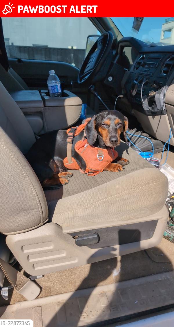 Lost Male Dog last seen None, Langley Township, BC V2Z 0B2