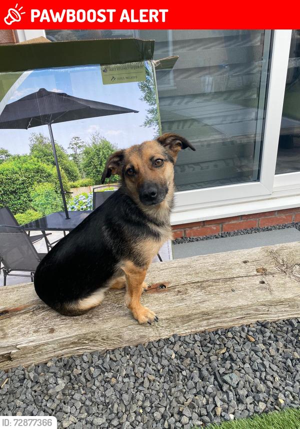 Lost Female Dog last seen Deans road wolverhampton, West Midlands, England WV1 2AF