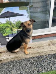 Lost Female Dog last seen Deans road wolverhampton, West Midlands, England WV1 2AF