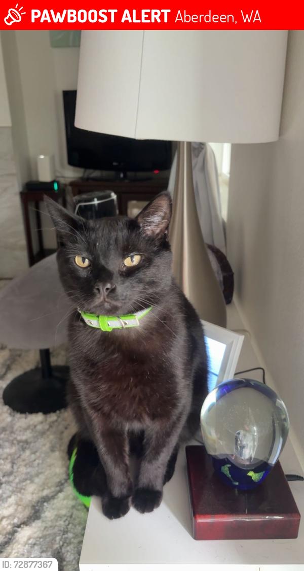 Lost Male Cat last seen Central Park Linkshire Drive, Aberdeen, WA 98520