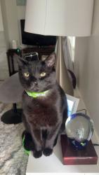 Lost Male Cat last seen Central Park Linkshire Drive, Aberdeen, WA 98520