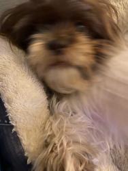 Lost Female Dog last seen Country creek drive, Dallas, TX 75236