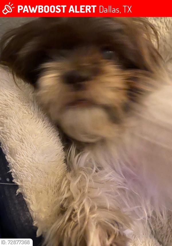 Lost Female Dog last seen Country creek drive, Dallas, TX 75236