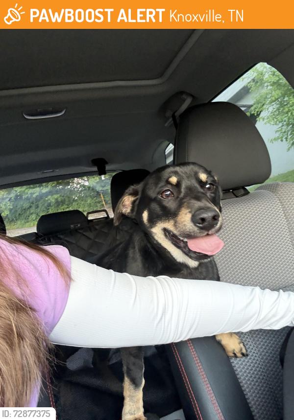 Found/Stray Male Dog last seen United Rentals Knoxville , Knoxville, TN 37921