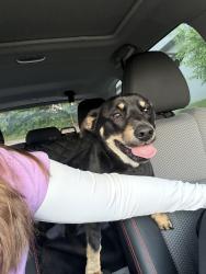 Found/Stray Male Dog last seen United Rentals Knoxville , Knoxville, TN 37921