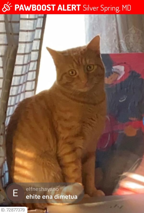 Lost Male Cat last seen Near university blvrd east, Silver Spring, MD 20901