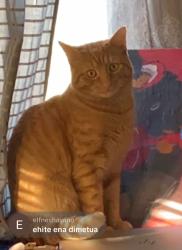 Lost Male Cat last seen Near university blvrd east, Silver Spring, MD 20901