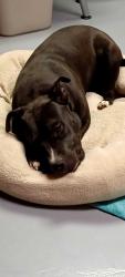 Found/Stray Male Dog last seen N. Cave Creek and Claire, Phoenix, AZ 85032