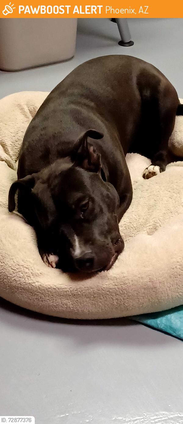 Found/Stray Male Dog last seen N. Cave Creek and Claire, Phoenix, AZ 85032