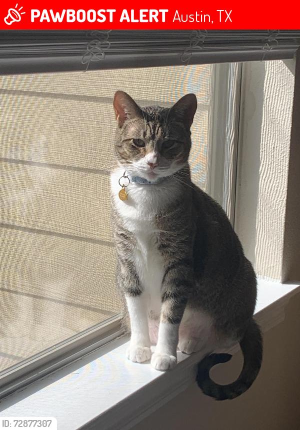 Lost Female Cat last seen York bridge circle, Austin, TX 78749