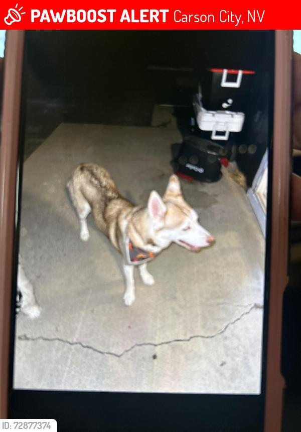Lost Female Dog last seen Between Roop and Russell , Carson City, NV 89706