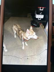 Lost Female Dog last seen Between Roop and Russell , Carson City, NV 89706