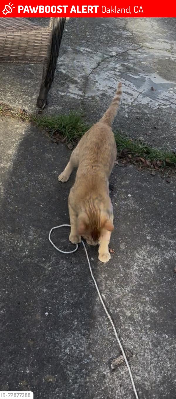 Lost Male Cat last seen Near St, Oakland, CA 94607