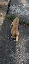 Lost Male Cat last seen Near St, Oakland, CA 94607
