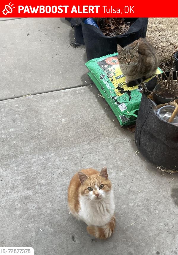 Lost Male Cat last seen E 4th PL & S Lewis Ave, Tulsa, OK 74104