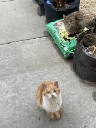 Lost Male Cat last seen E 4th PL & S Lewis Ave, Tulsa, OK 74104