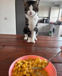 Reunited Male Cat last seen Sorrel place hallglen, Hallglen, Scotland 