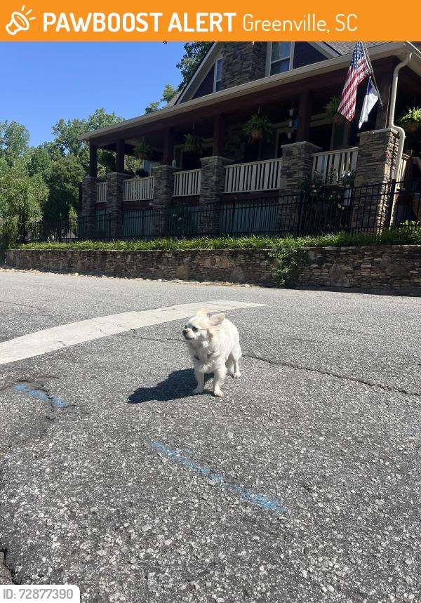 Found/Stray Unknown Dog last seen Brookside Ave, Greenville, SC 29607