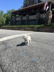 Found/Stray Unknown Dog last seen Brookside Ave, Greenville, SC 29607