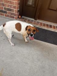 Found/Stray Female Dog last seen Follow the straight path with a bridge , Cypress, TX 77429