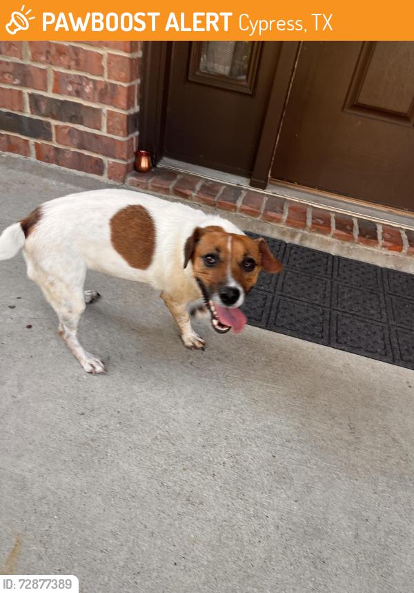 Found/Stray Female Dog last seen Follow the straight path with a bridge , Cypress, TX 77429