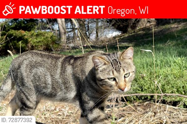 Lost Male Cat last seen Highway 14 and Highway MM, Oregon, WI 53575