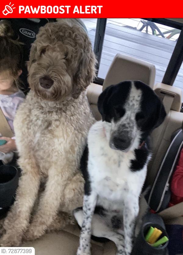 Lost Male Dog last seen Tellico rd, Cherokee County, GA 30004