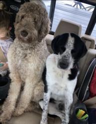Lost Male Dog last seen Tellico rd, Cherokee County, GA 30004