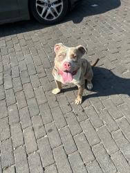 Lost Male Dog last seen Cleveland Ave, Columbus, OH 43211