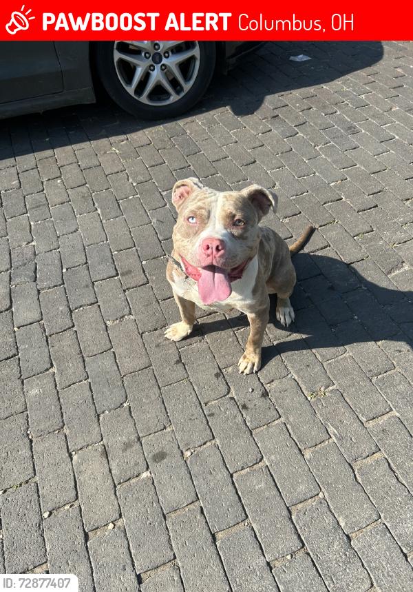 Lost Male Dog last seen Cleveland Ave, Columbus, OH 43211