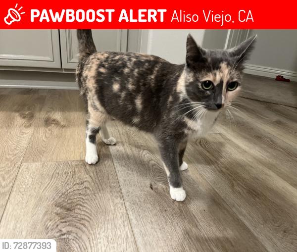 Lost Female Cat last seen Oak Drive Dr & Gatewood Dr, Aliso Viejo, CA, Aliso Viejo, CA 92656