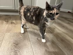 Lost Female Cat last seen Oak Drive Dr & Gatewood Dr, Aliso Viejo, CA, Aliso Viejo, CA 92656