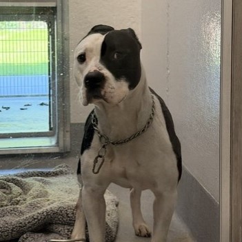 Shelter Stray Male Dog last seen Near , Indianapolis, IN 46221
