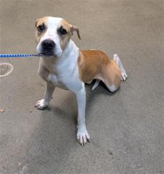 Shelter Stray Male Dog last seen Near BLOCK SPIRES AVE, Jacksonville, FL 32204
