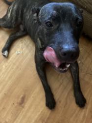 Lost Male Dog last seen Cleveland Ave, Columbus, OH 43211