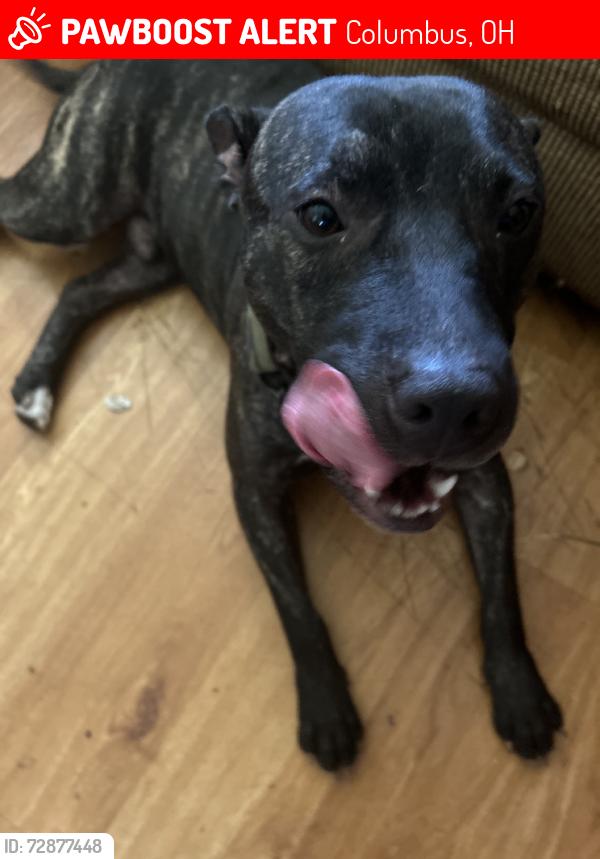 Lost Male Dog last seen Cleveland Ave, Columbus, OH 43211