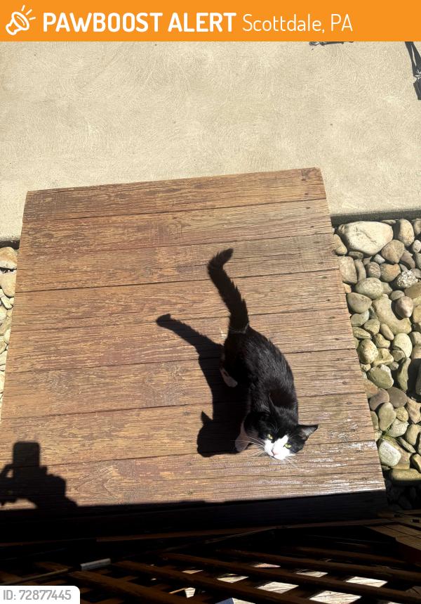 Found/Stray Male Cat last seen Eutsey Rd, Scottdale, PA 15683
